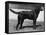Champion Cheverells Ben of Banchory Breed-Thomas Fall-Framed Stretched Canvas