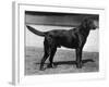 Champion Cheverells Ben of Banchory Breed-Thomas Fall-Framed Photographic Print