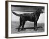 Champion Cheverells Ben of Banchory Breed-Thomas Fall-Framed Photographic Print