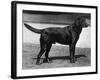 Champion Cheverells Ben of Banchory Breed-Thomas Fall-Framed Photographic Print