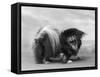 Champion Chien Lung of Wybournes Owned by Barington-null-Framed Stretched Canvas