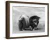 Champion Chien Lung of Wybournes Owned by Barington-null-Framed Photographic Print
