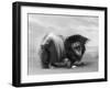 Champion Chien Lung of Wybournes Owned by Barington-null-Framed Photographic Print