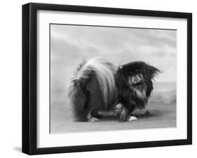 Champion Chien Lung of Wybournes Owned by Barington-null-Framed Photographic Print