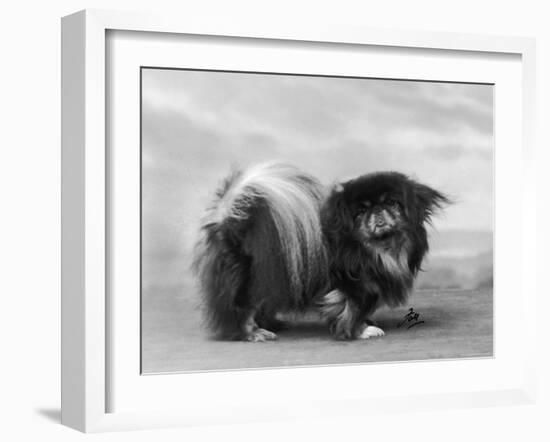 Champion Chien Lung of Wybournes Owned by Barington-null-Framed Photographic Print