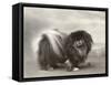 Champion Chien Lung of Wybournes Owned by Mrs Bevington-null-Framed Stretched Canvas