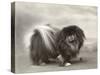 Champion Chien Lung of Wybournes Owned by Mrs Bevington-null-Stretched Canvas