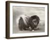 Champion Chien Lung of Wybournes Owned by Mrs Bevington-null-Framed Premium Photographic Print