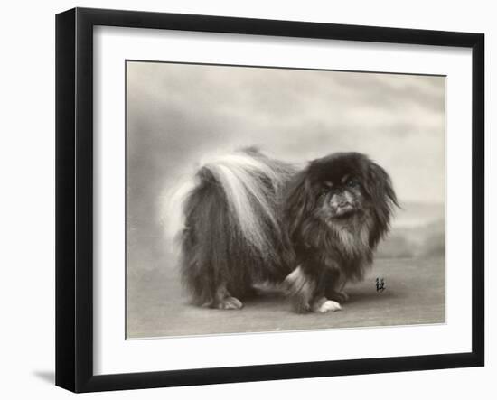 Champion Chien Lung of Wybournes Owned by Mrs Bevington-null-Framed Photographic Print