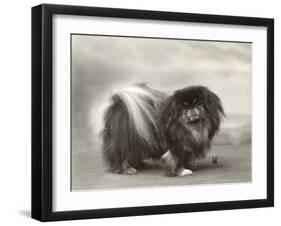 Champion Chien Lung of Wybournes Owned by Mrs Bevington-null-Framed Photographic Print