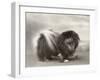 Champion Chien Lung of Wybournes Owned by Mrs Bevington-null-Framed Photographic Print