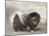 Champion Chien Lung of Wybournes Owned by Mrs Bevington-null-Mounted Photographic Print