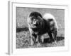 Champion Choonam Hung Kwong Crufts, Best in Show, 1936-Thomas Fall-Framed Photographic Print