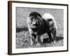 Champion Choonam Hung Kwong Crufts, Best in Show, 1936-Thomas Fall-Framed Photographic Print