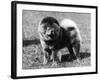 Champion Choonam Hung Kwong Crufts, Best in Show, 1936-Thomas Fall-Framed Photographic Print