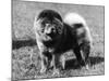 Champion Choonam Hung Kwong Crufts, Best in Show, 1936-Thomas Fall-Mounted Photographic Print