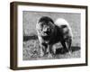 Champion Choonam Hung Kwong Crufts, Best in Show, 1936-Thomas Fall-Framed Photographic Print