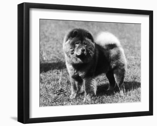 Champion Choonam Hung Kwong Crufts, Best in Show, 1936-Thomas Fall-Framed Photographic Print
