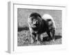 Champion Choonam Hung Kwong Crufts, Best in Show, 1936-Thomas Fall-Framed Photographic Print