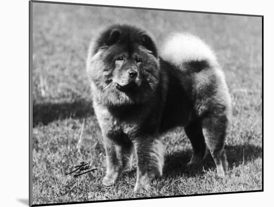Champion Choonam Hung Kwong Crufts, Best in Show, 1936-Thomas Fall-Mounted Photographic Print