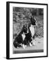 Champion Courtbarton Parlour Maid Owned by Pepper-Thomas Fall-Framed Photographic Print