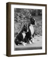 Champion Courtbarton Parlour Maid Owned by Pepper-Thomas Fall-Framed Photographic Print