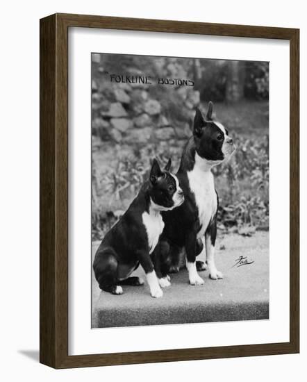 Champion Courtbarton Parlour Maid Owned by Pepper-Thomas Fall-Framed Photographic Print