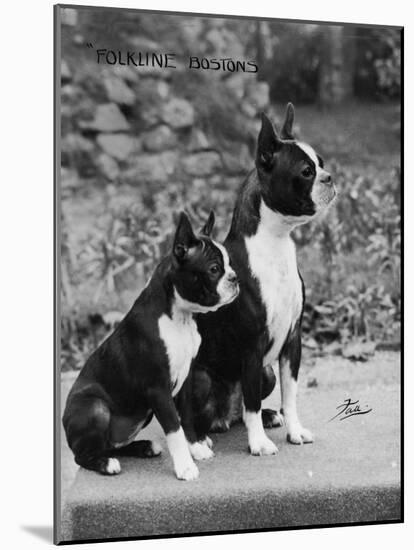 Champion Courtbarton Parlour Maid Owned by Pepper-Thomas Fall-Mounted Photographic Print