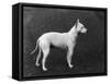 Champion Faultless an Early Example of the Bull Terrier Breed-Thomas Fall-Framed Stretched Canvas