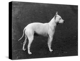 Champion Faultless an Early Example of the Bull Terrier Breed-Thomas Fall-Stretched Canvas