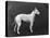 Champion Faultless an Early Example of the Bull Terrier Breed-Thomas Fall-Stretched Canvas