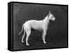 Champion Faultless an Early Example of the Bull Terrier Breed-Thomas Fall-Framed Stretched Canvas