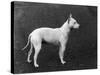 Champion Faultless an Early Example of the Bull Terrier Breed-Thomas Fall-Stretched Canvas