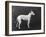 Champion Faultless an Early Example of the Bull Terrier Breed-Thomas Fall-Framed Photographic Print