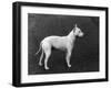 Champion Faultless an Early Example of the Bull Terrier Breed-Thomas Fall-Framed Photographic Print