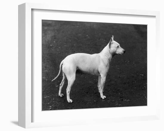 Champion Faultless an Early Example of the Bull Terrier Breed-Thomas Fall-Framed Photographic Print
