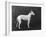 Champion Faultless an Early Example of the Bull Terrier Breed-Thomas Fall-Framed Photographic Print