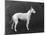 Champion Faultless an Early Example of the Bull Terrier Breed-Thomas Fall-Mounted Photographic Print