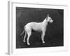 Champion Faultless an Early Example of the Bull Terrier Breed-Thomas Fall-Framed Photographic Print