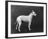 Champion Faultless an Early Example of the Bull Terrier Breed-Thomas Fall-Framed Photographic Print