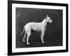 Champion Faultless an Early Example of the Bull Terrier Breed-Thomas Fall-Framed Photographic Print