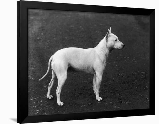 Champion Faultless an Early Example of the Bull Terrier Breed-Thomas Fall-Framed Photographic Print