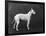 Champion Faultless an Early Example of the Bull Terrier Breed-Thomas Fall-Framed Photographic Print