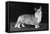 Champion Kentwood Elwyn - Corgi-Thomas Fall-Framed Stretched Canvas