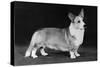 Champion Kentwood Elwyn - Corgi-Thomas Fall-Stretched Canvas