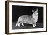 Champion Kentwood Elwyn - Corgi-Thomas Fall-Framed Photographic Print