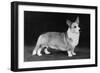 Champion Kentwood Elwyn - Corgi-Thomas Fall-Framed Photographic Print