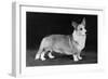 Champion Kentwood Elwyn - Corgi-Thomas Fall-Framed Photographic Print