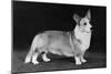 Champion Kentwood Elwyn - Corgi-Thomas Fall-Mounted Photographic Print