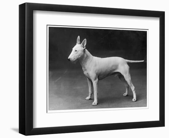 Champion Lattiford Premier He Stands Gazing into the Distance-null-Framed Photographic Print